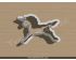 Running Unicorn Cookie Cutter. Unicorn Cookie Cutter